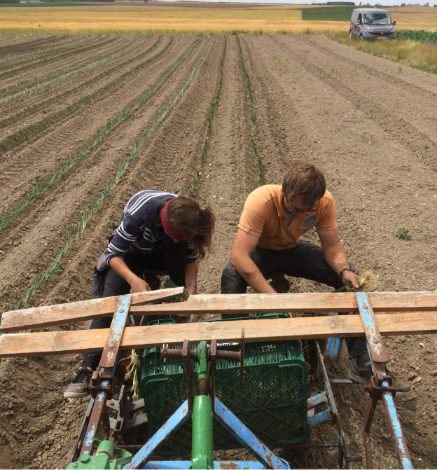 Plantation de semis - La Ferme du Loup Ravissant à Bazainville (78)