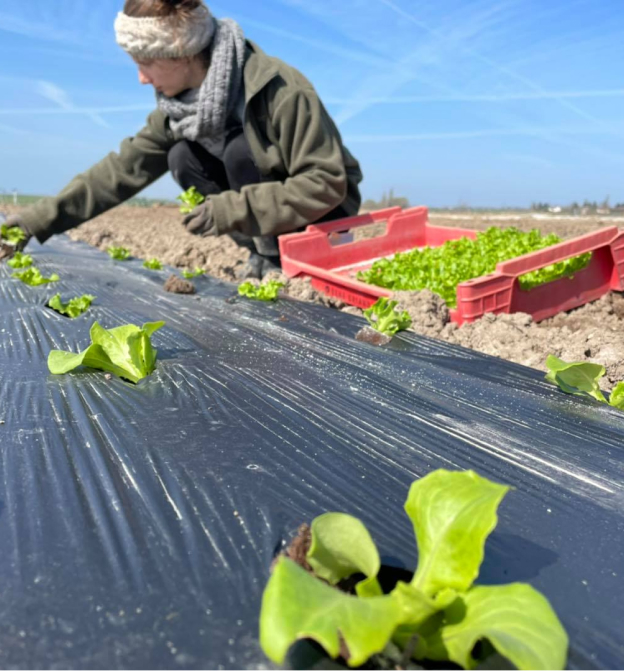 Salades cultivés en agriculture raisonnée à Bazainville Yvelines (78)