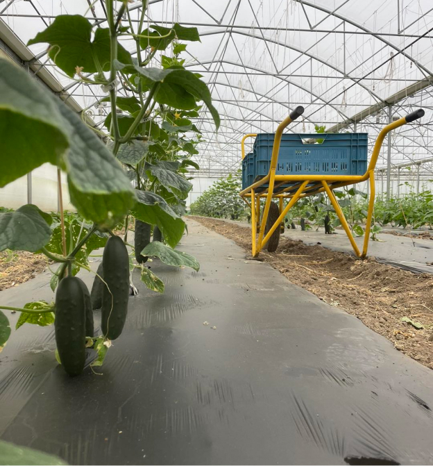 Agriculture sous serre à la Ferme du Loup Ravissant à Bazainville - Yvelines (78)