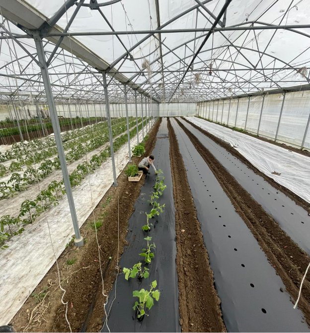 Culture sous serre, non chauffée, en été comme hiver, à Bazaineville, entre Dreux et Versailles (78)