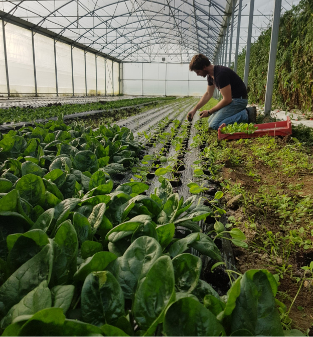 Légumes frais collectés à la demande, Ferme du Loup Ravissant à Bazainville - Yvelines (78)